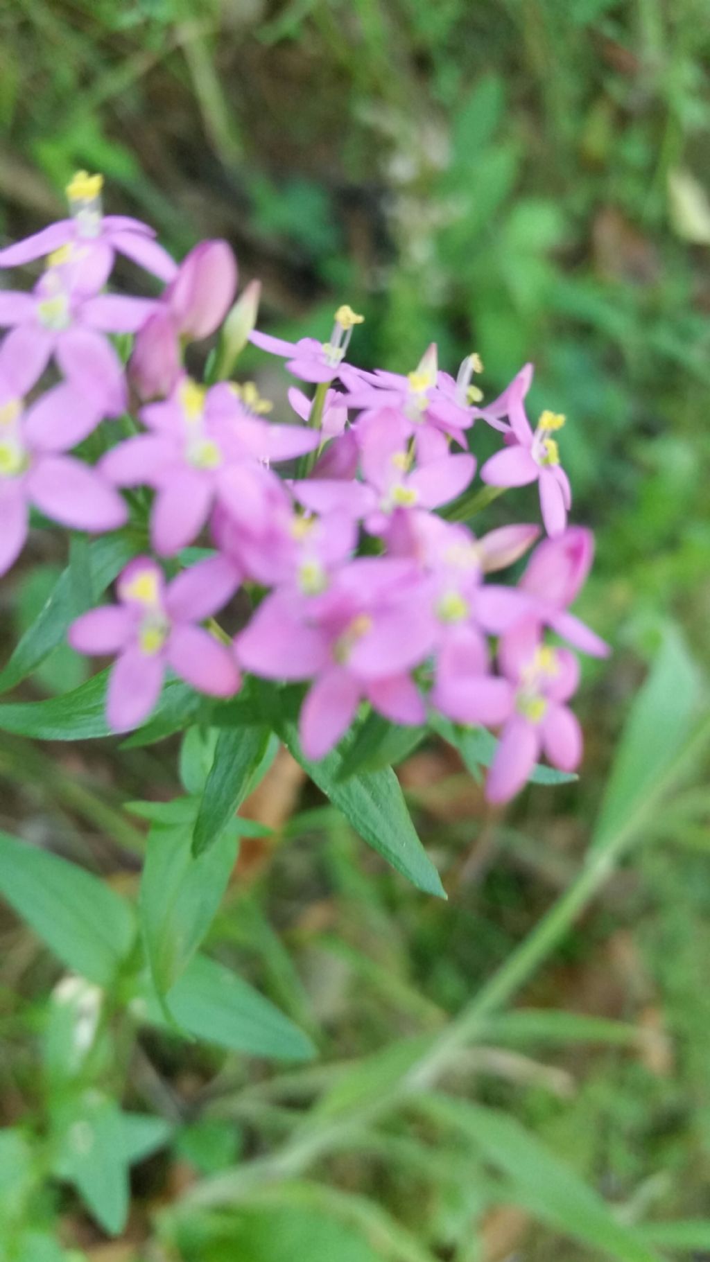 Centaurium erythraea